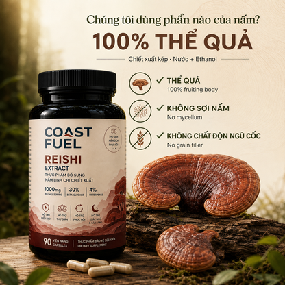 Nấm Linh Chi (Reishi)